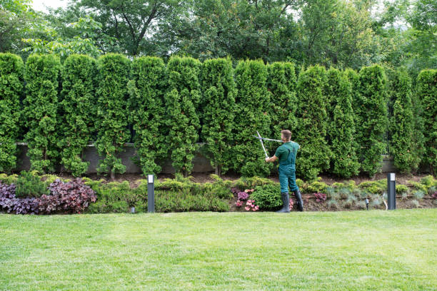 Best Lawn Pest Prevention  in Nneconne, WI