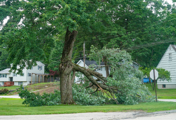 Best Lawn Dethatching  in Nneconne, WI